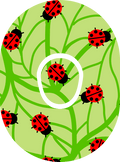 Beware.. The South London Ladybugs - Diabetes Overpatch - Diabetes For You