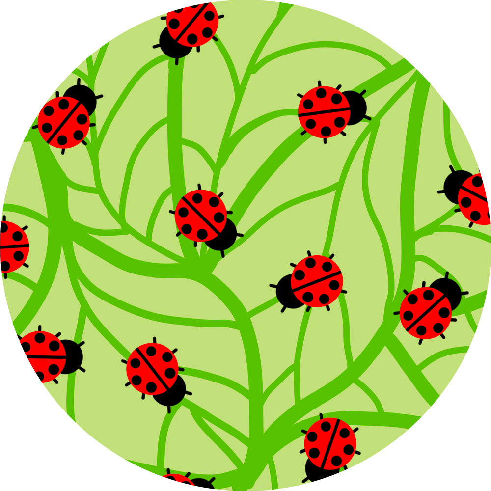 Beware.. The South London Ladybugs - Diabetes Overpatch